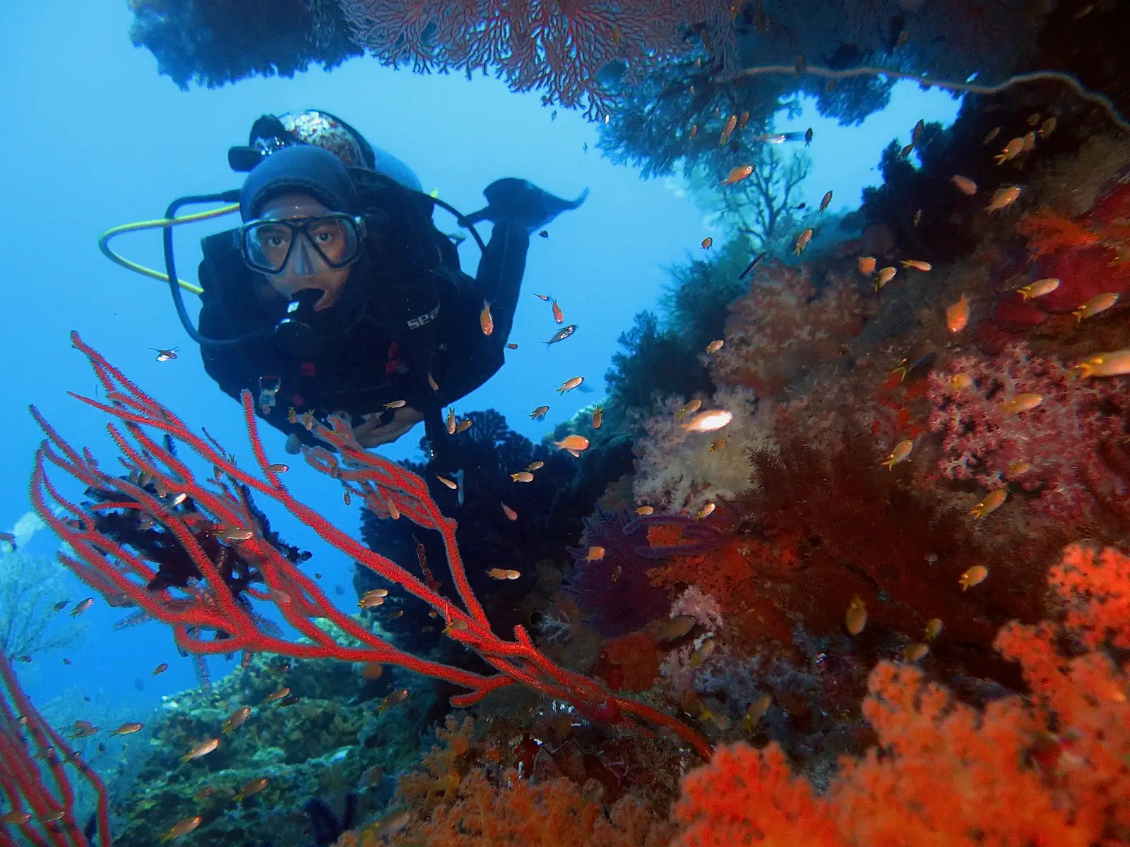 A scuba diver beside a red gorgonian sea fan on a Raja Ampat reef