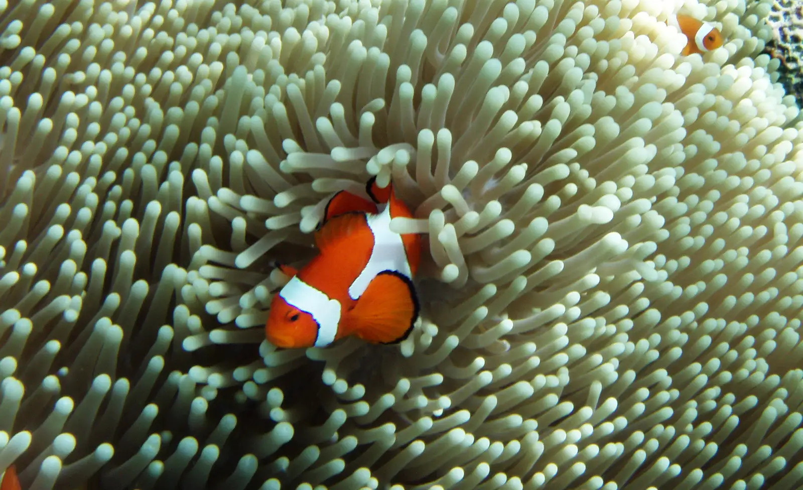 A clownfish sheltering in the tentacles of its anemone