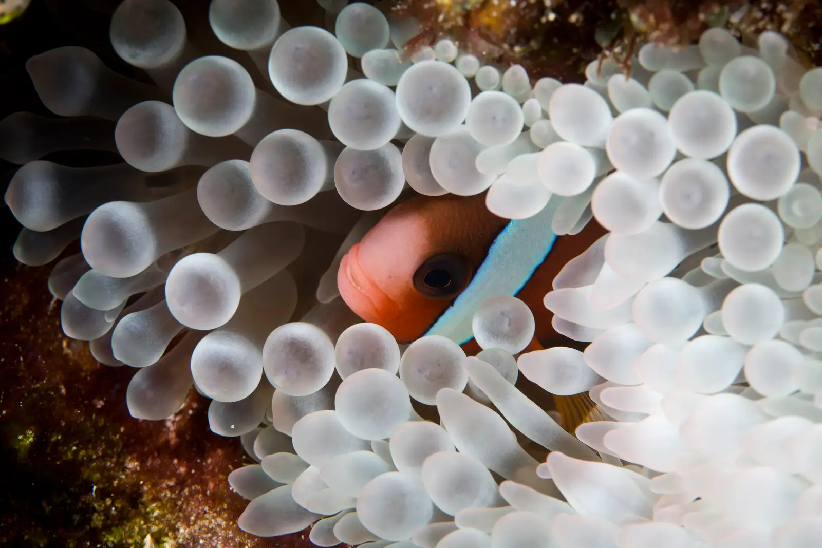 An anemonefish among the pale bulbs of its host anemone