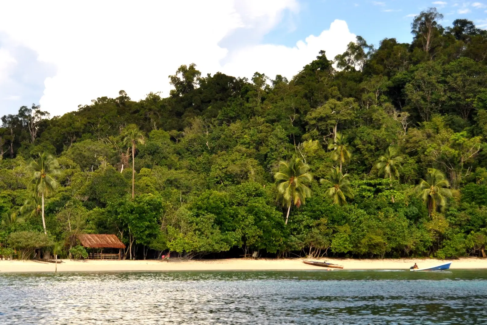 Dense coastal jungle meeting a narrow beach