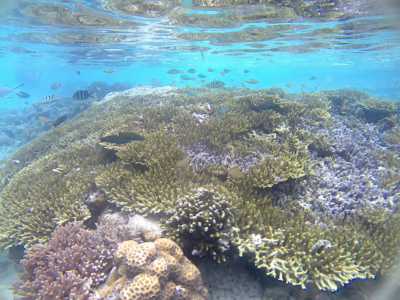A dense shallow coral garden seen just below the surface
