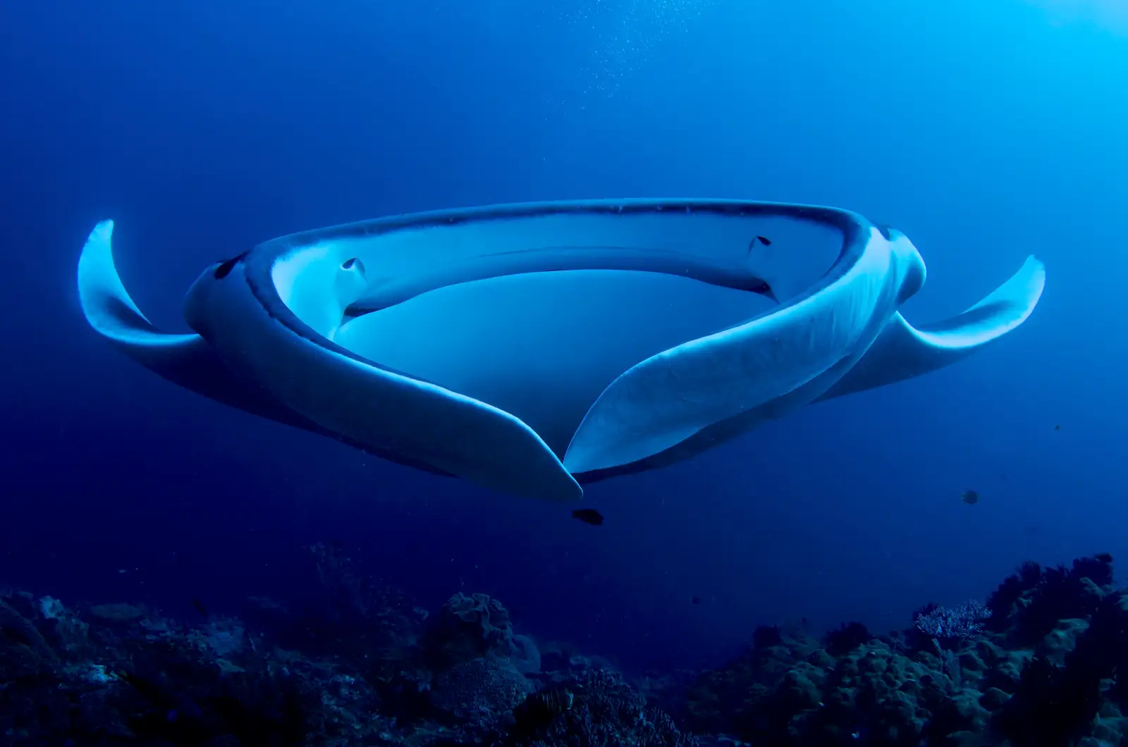 A manta ray gliding through open blue water