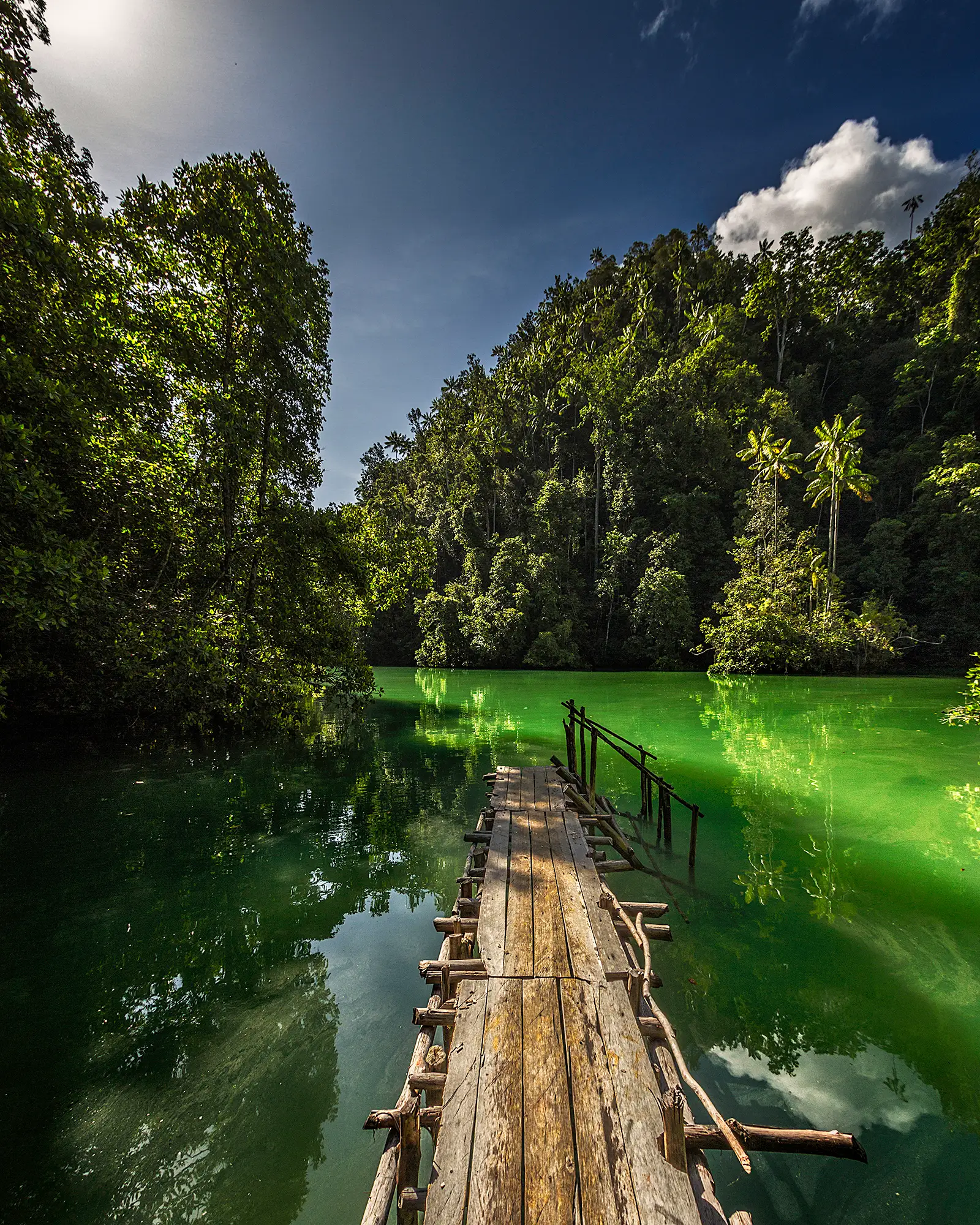 A wooden walkway over still green water enclosed by dense jungle