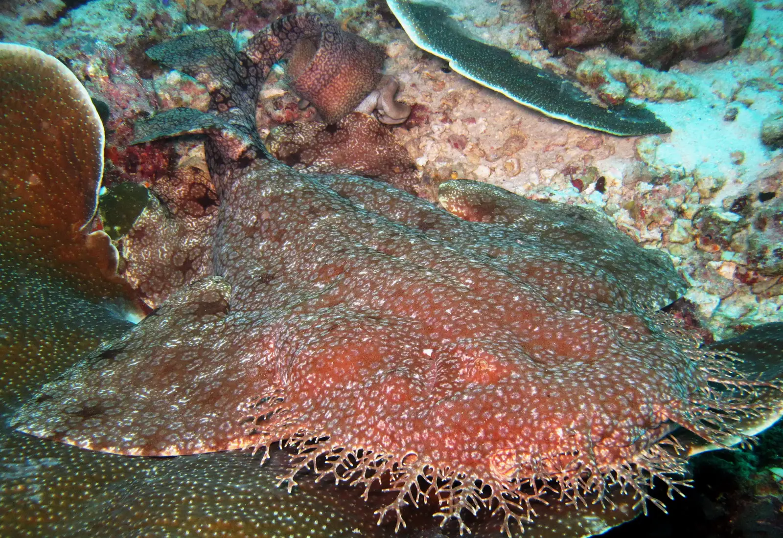 A wobbegong carpet shark resting camouflaged on coral
