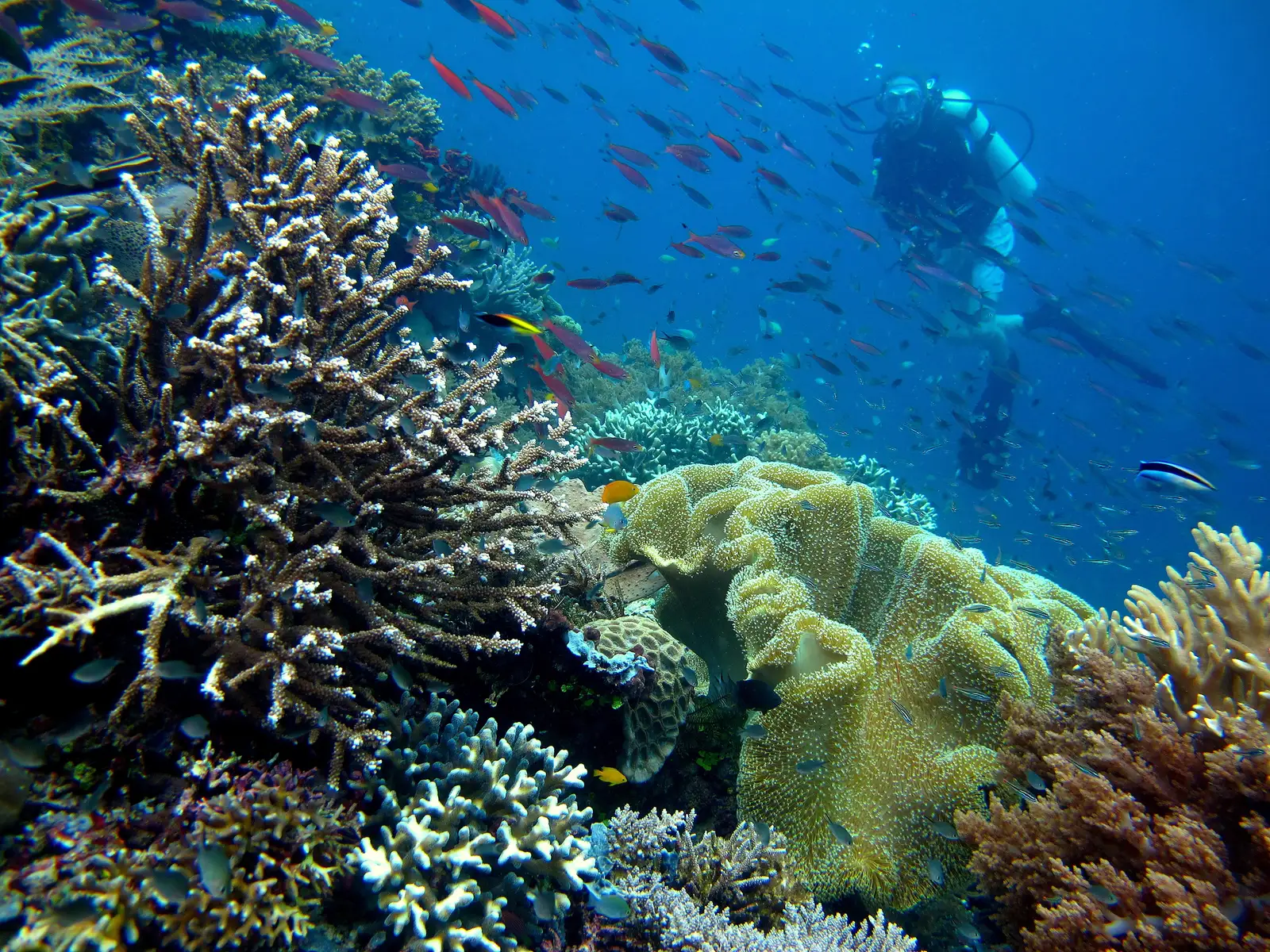 Hard and soft corals on a shallow reef with schooling reef fish above