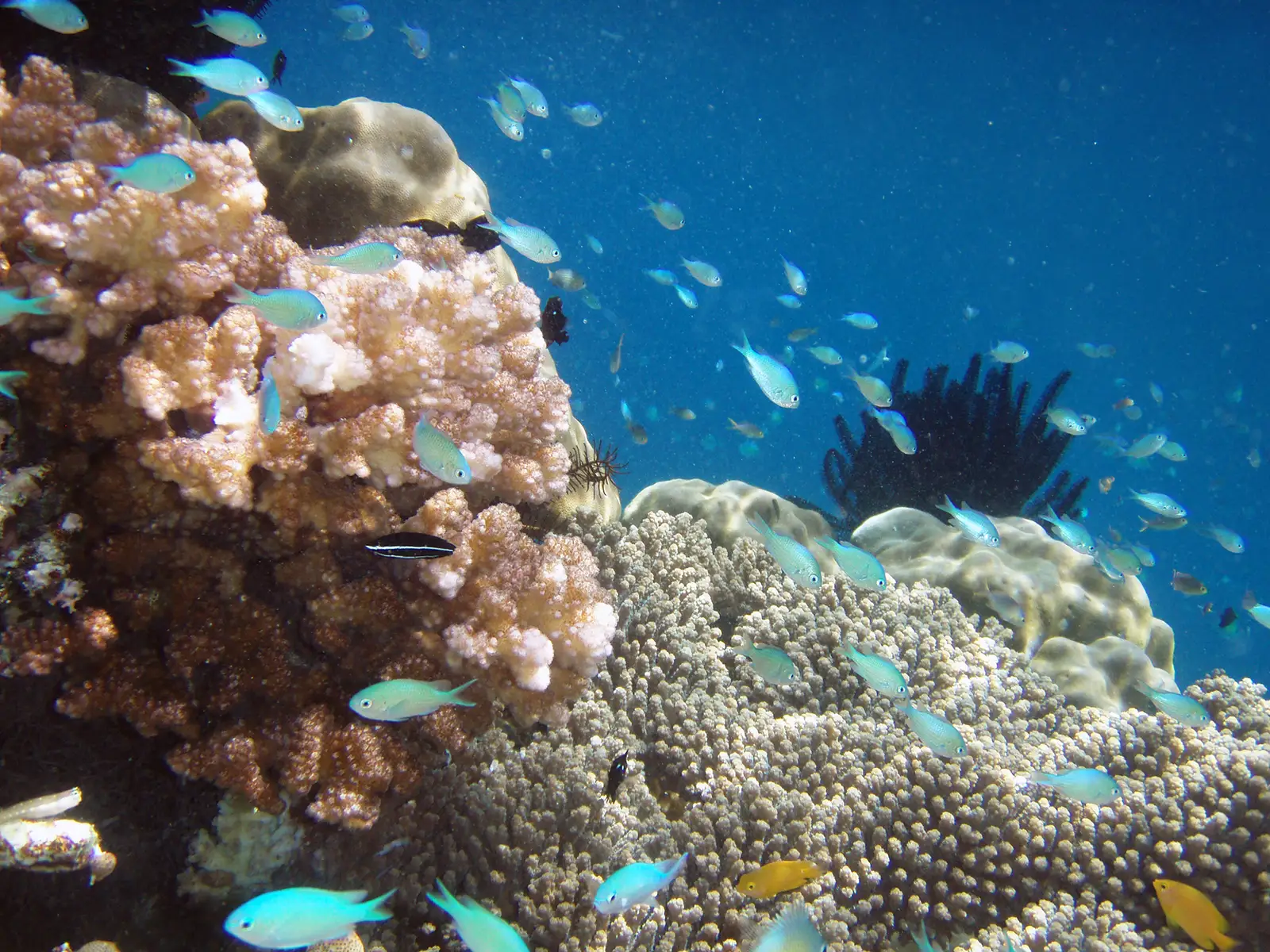 Mixed hard coral reef with small reef fish in clear blue water