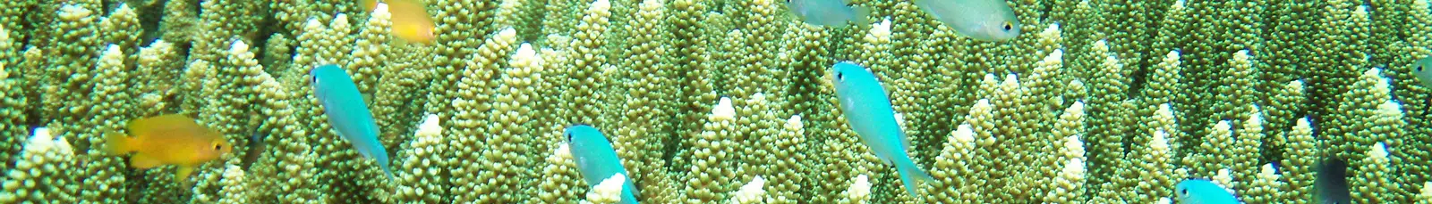 Close view of branching staghorn coral tips
