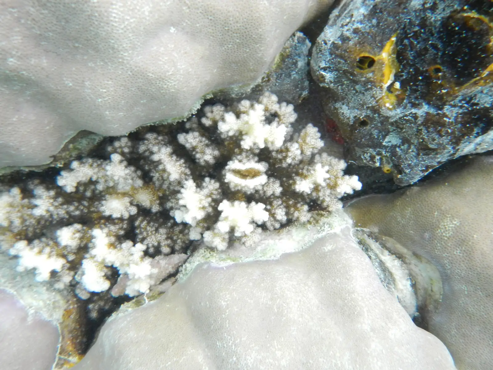 White branching coral growing over a pale reef boulder