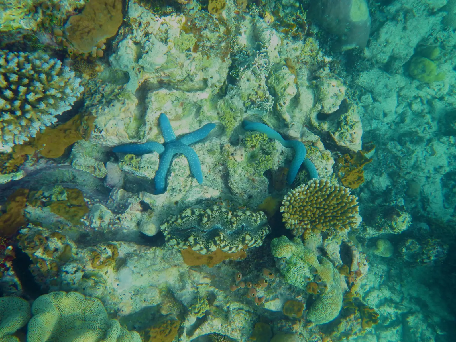 Two blue sea stars resting among hard corals in clear shallow water