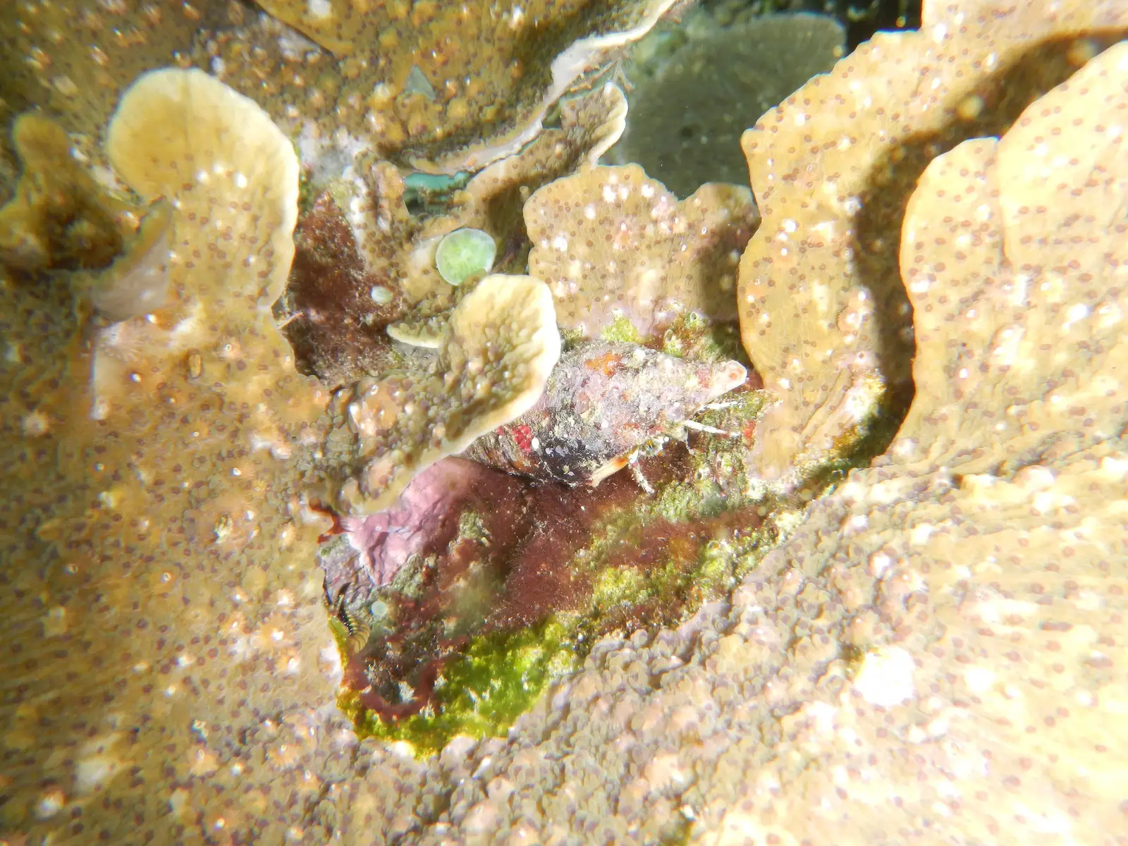 A hermit crab tucked between hard corals