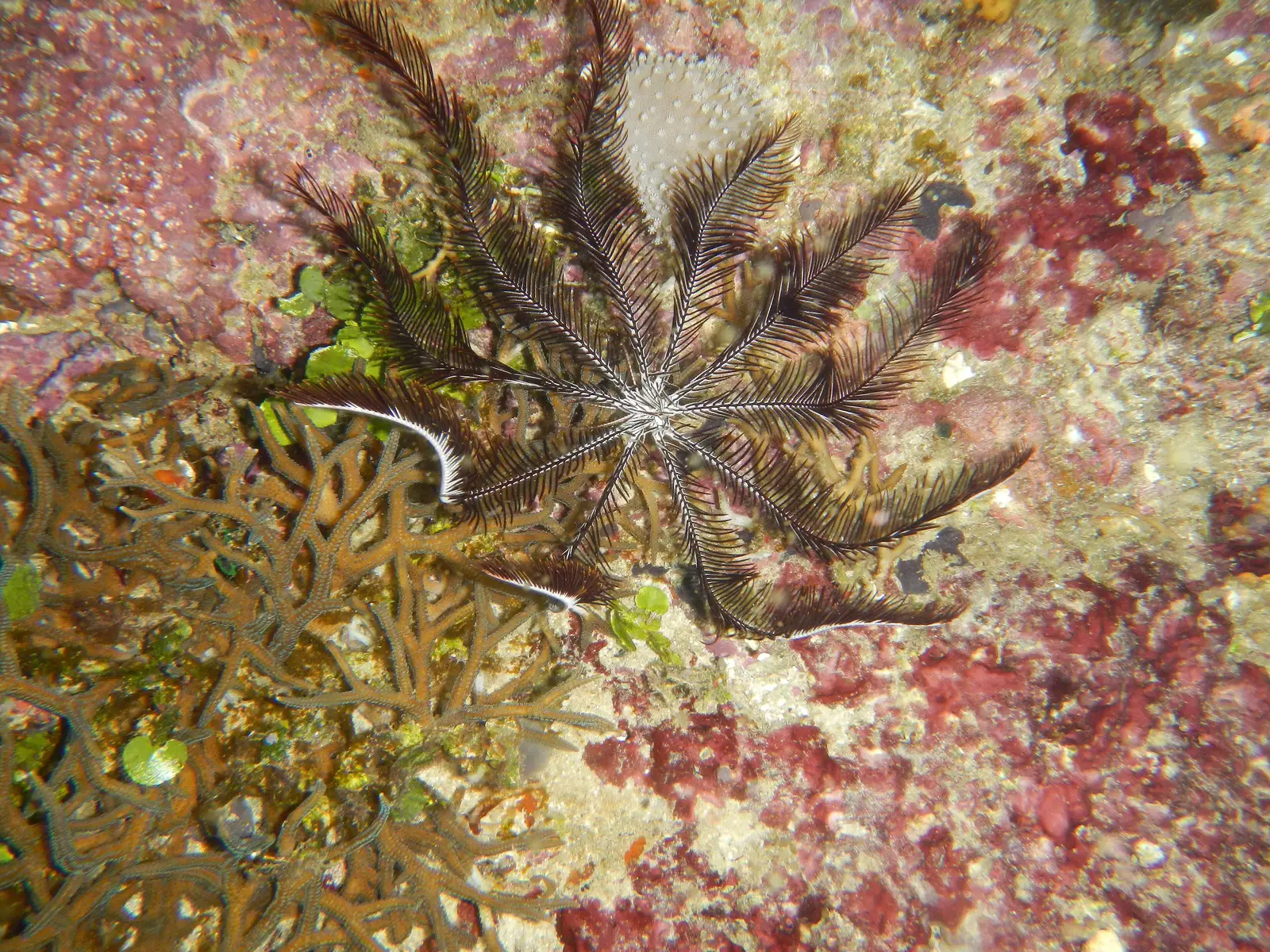 A feather star spread open across a coral head