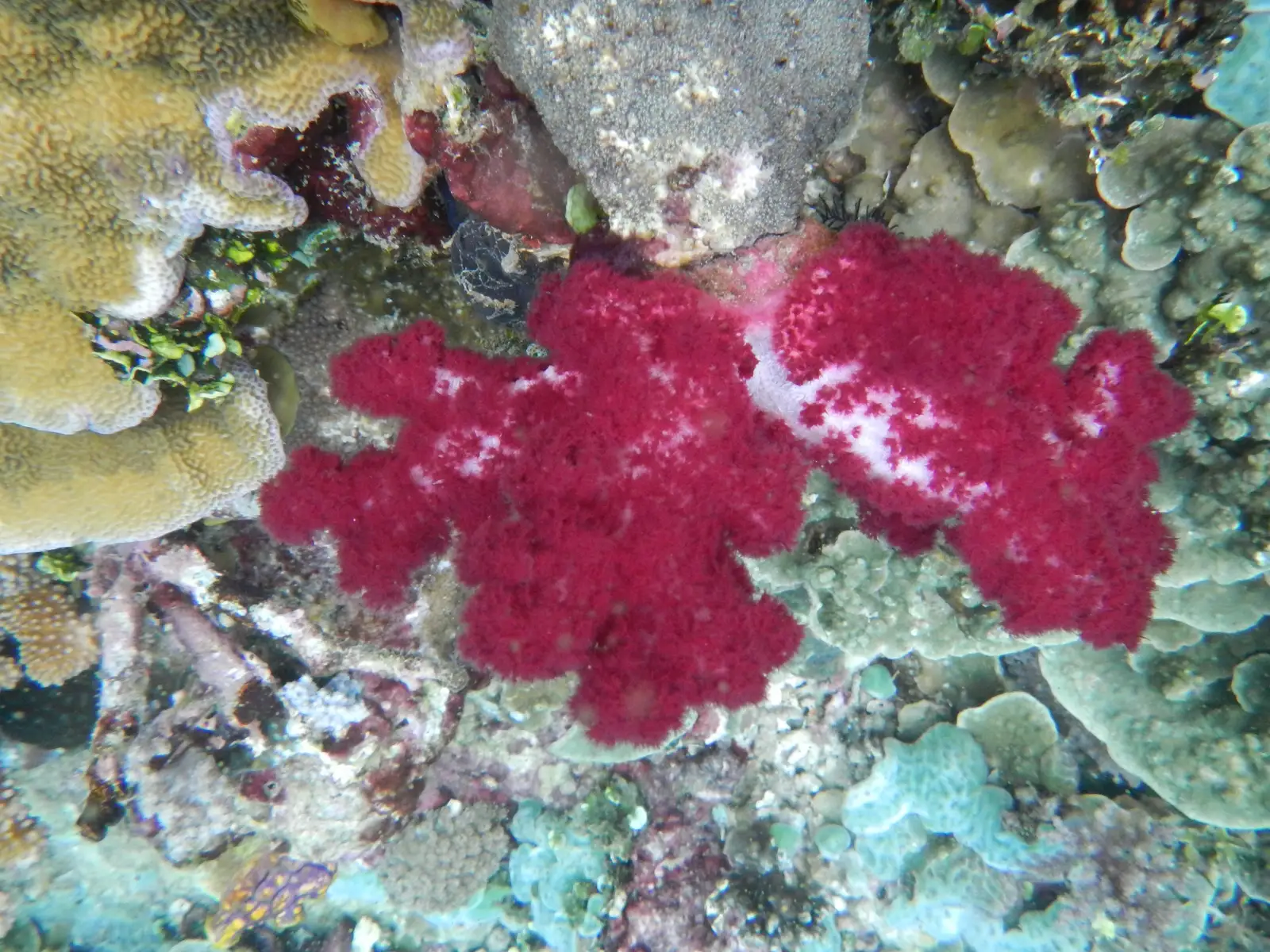 A patch of magenta soft coral on a shallow hard-coral reef