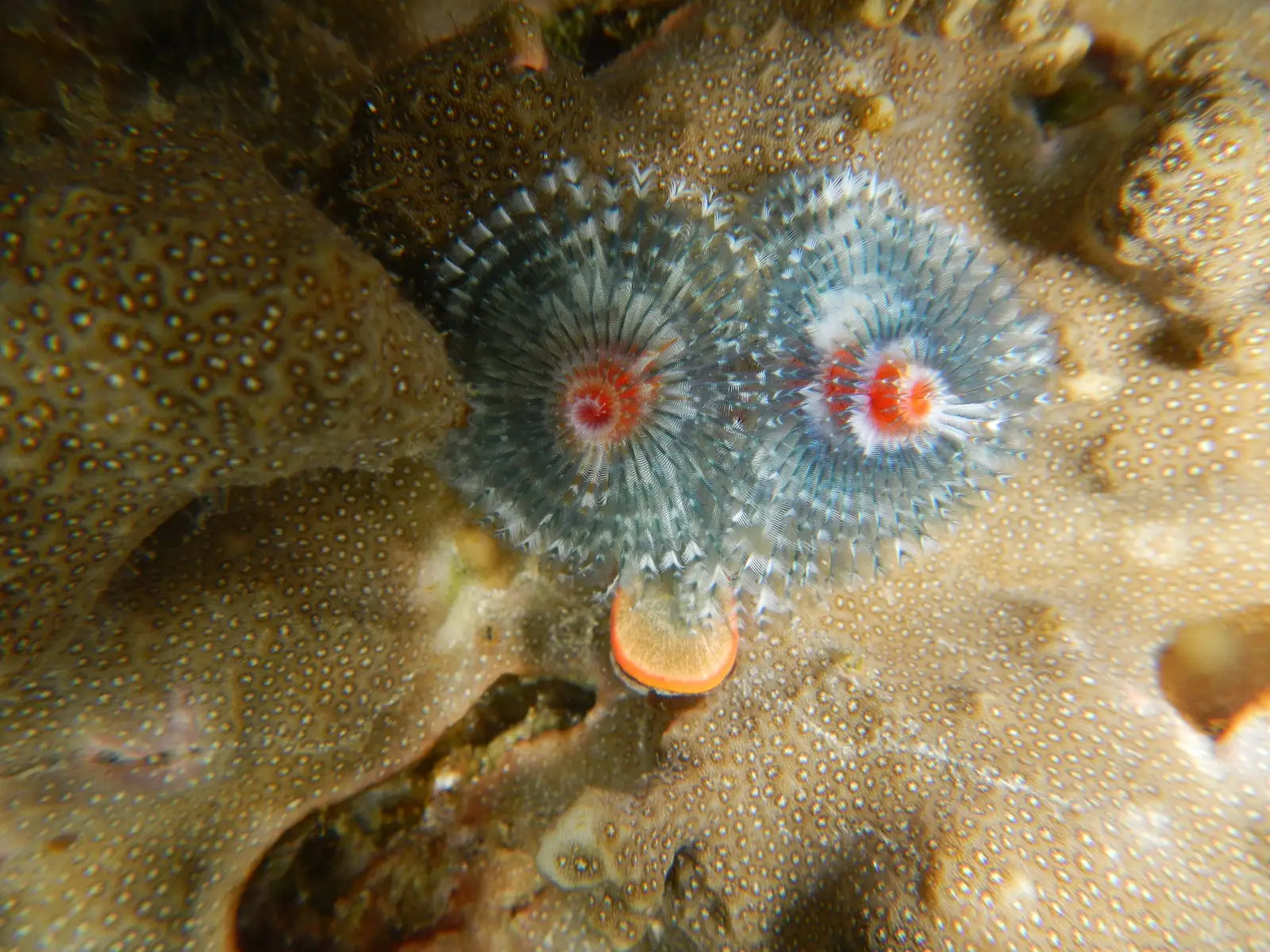 A pair of Christmas tree worms on a coral boulder