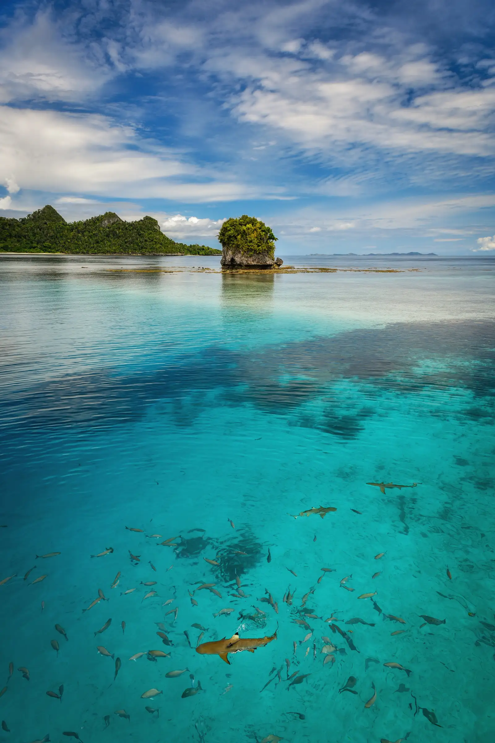 Blacktip reef sharks and schooling fish in clear shallow water beside a small karst islet