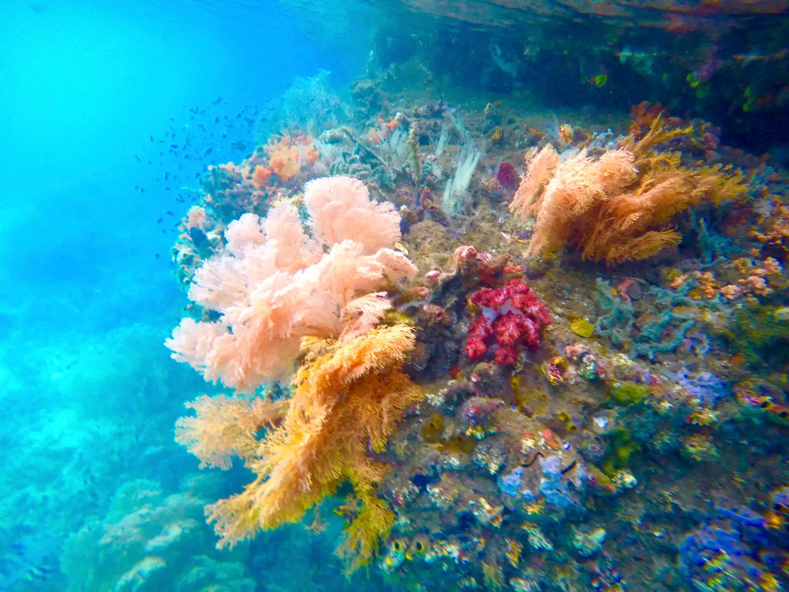 Orange and pink soft corals massed on a reef wall