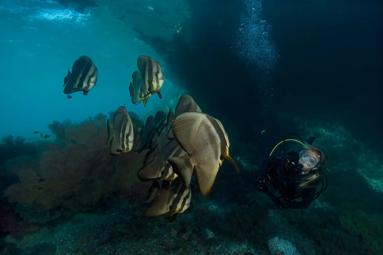 A diver beside a school of batfish on a Raja Ampat reef